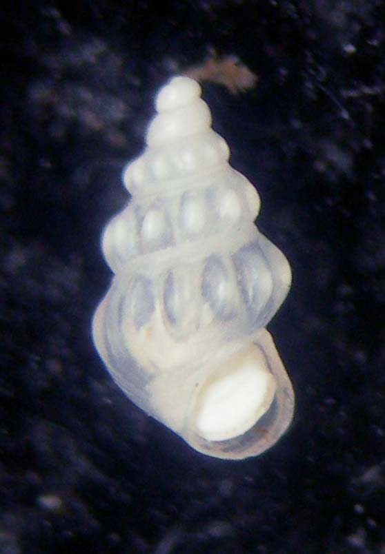 rissoa scurra